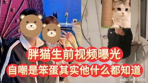 胖猫网友爆料视频,揭秘网络红人幕后真相  第1张