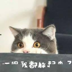 泰国肥猫爆料视频大全,萌态百出，笑料连连  第2张