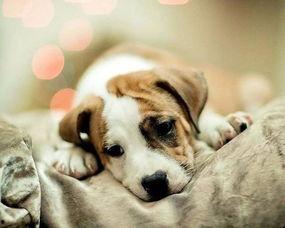 一个狗狗最新爆料图片视频  第1张